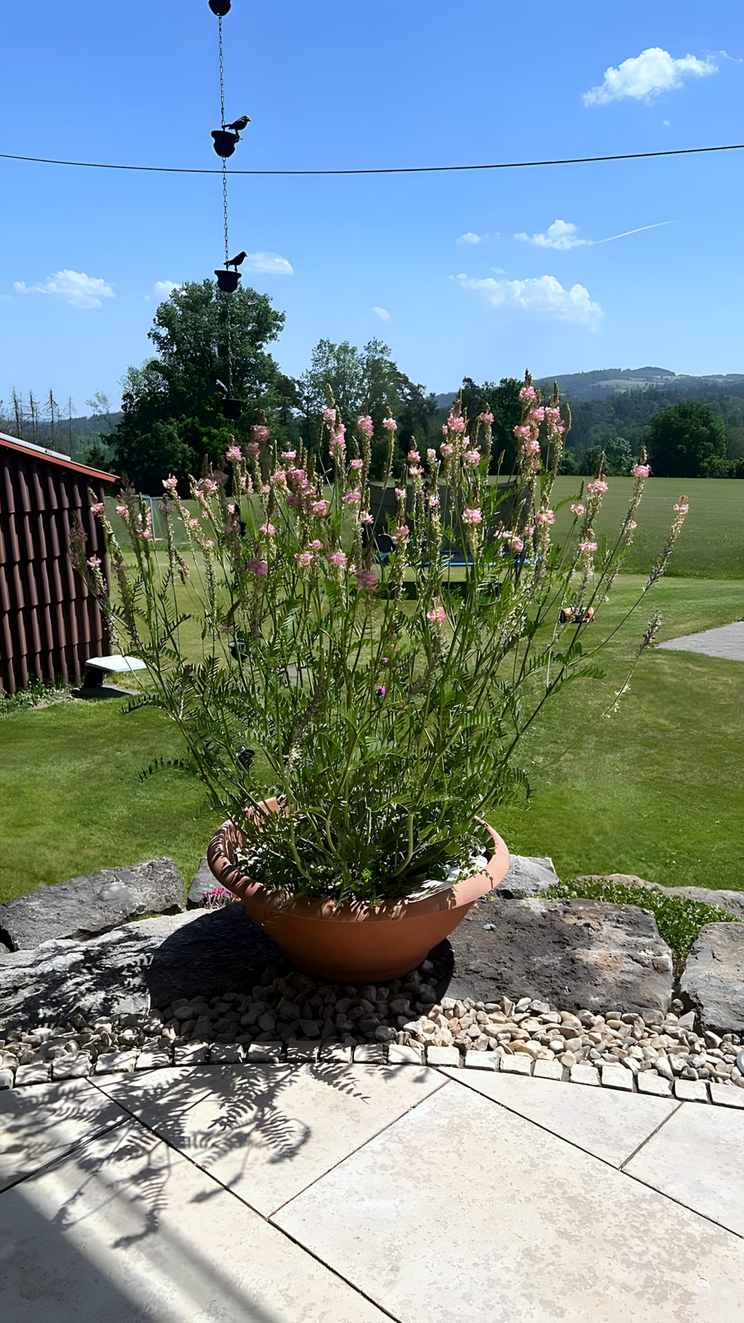 Initialziegel mit blühender Wildstaude in einer Pflanzschale auf der Terrasse