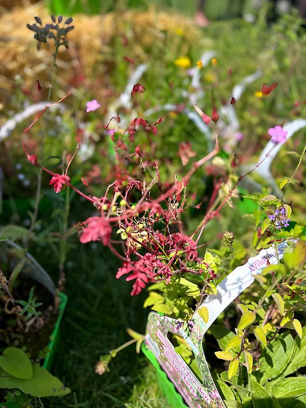 Blühende Wildblumen mit Sortenschild in einer Pflanzschale
