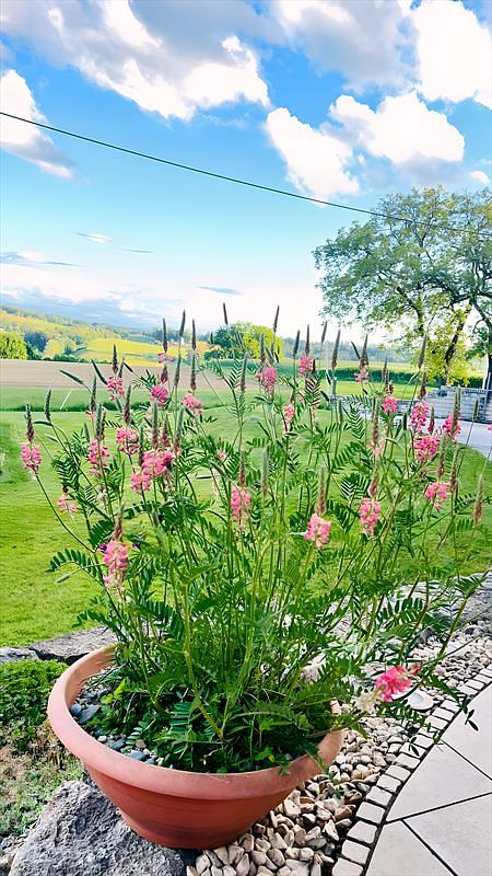 Initialziegel mit rosa blühender Wildstaude in einer Pflanzschale mit Blick über die Landschaft