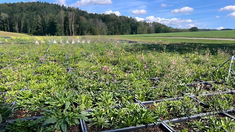 Weites Feld dicht bewachsener Pflanzenziegel vor dem Waldrand
