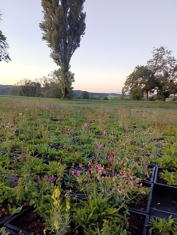 Produktionsfläche in der Abenddämmerung mit blühenden Wildstauden