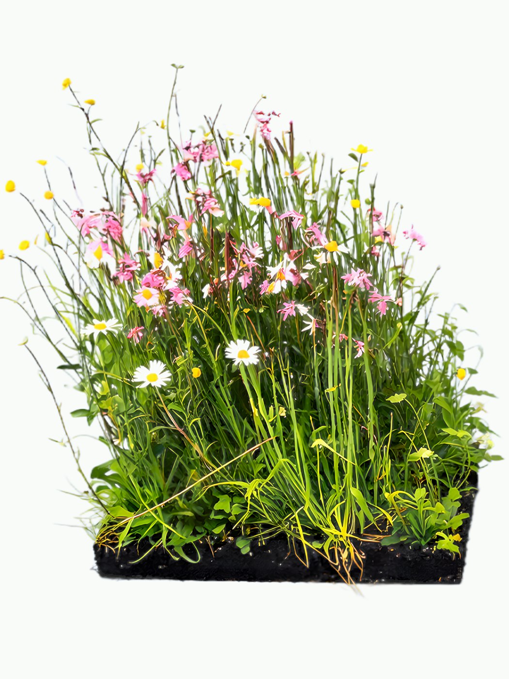 Fix-fertig bepflanzter Wildblumen-Pflanzenziegel in voller Blüte