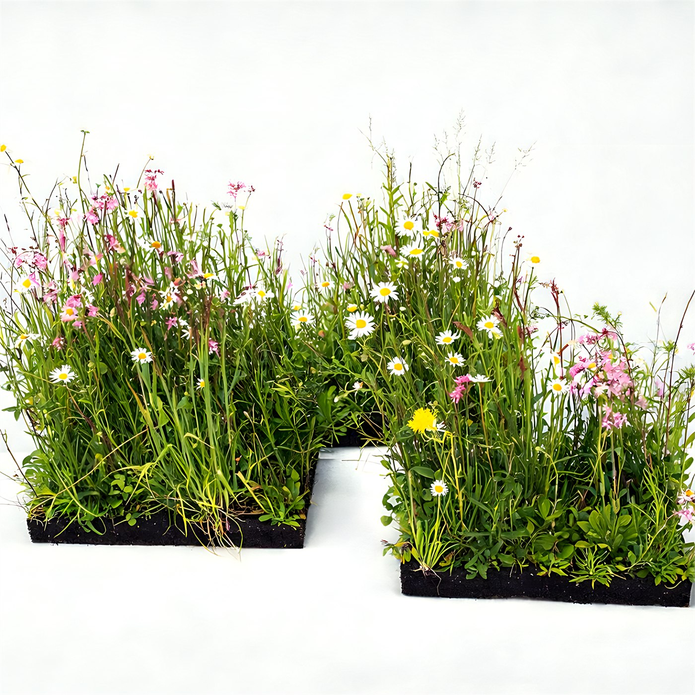Zwei fix-fertig bepflanzte Sellana-Pflanzenziegel in voller Blüte