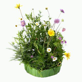 Sellana Initialziegel – fix fertig bepflanzt mit Wildblumen