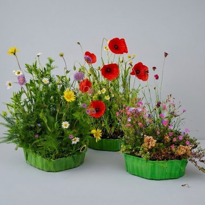 Wildblumen vom Profi