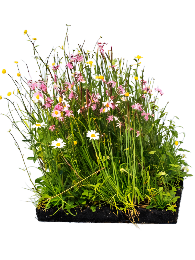 Wildblumen vom Profi