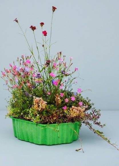 Wildblumen vom Profi