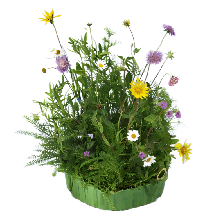 Wildblumen vom Profi